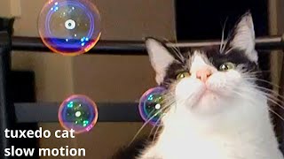 Tuxedo Cat In Slow Motion - SlowMo Bubbles (Relaxing Tuxedo Cats) by Muziq The Cat 153 views 4 years ago 2 minutes, 7 seconds