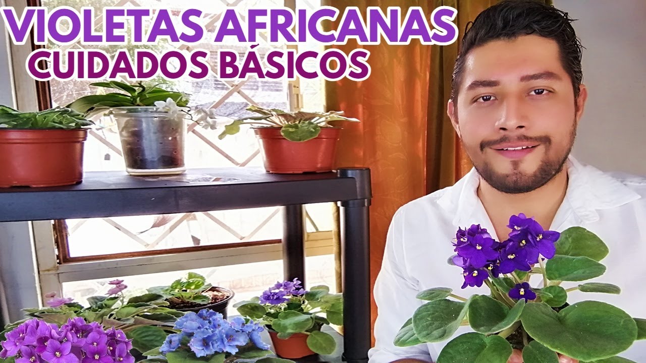 violetas africanas cuidados básicos chuyito jardinero