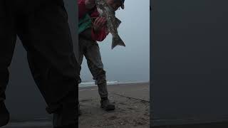 6/3/2024 First Striper of 2024 #surffishing #montereybay