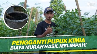 SUKSES TANAM CABAI TANPA MAHAL ‼ HASIL BIKIN GELENGGELENG ‼