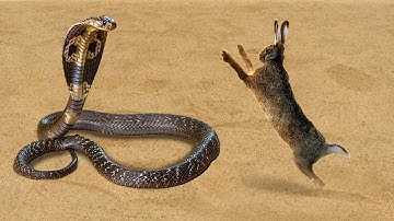 15 Moments When Snakes Messed With The Wrong Opponents