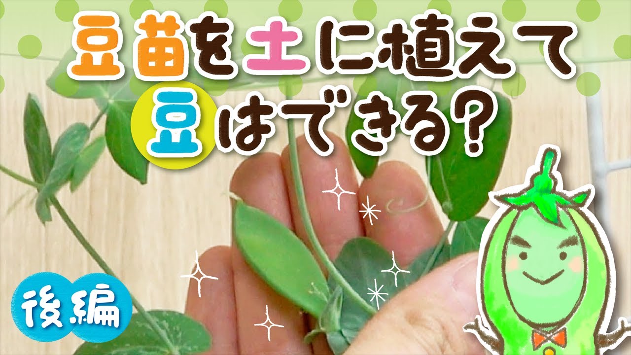 豆苗を土に植えて豆はできる 後編 村上農園 自由研究部 Youtube