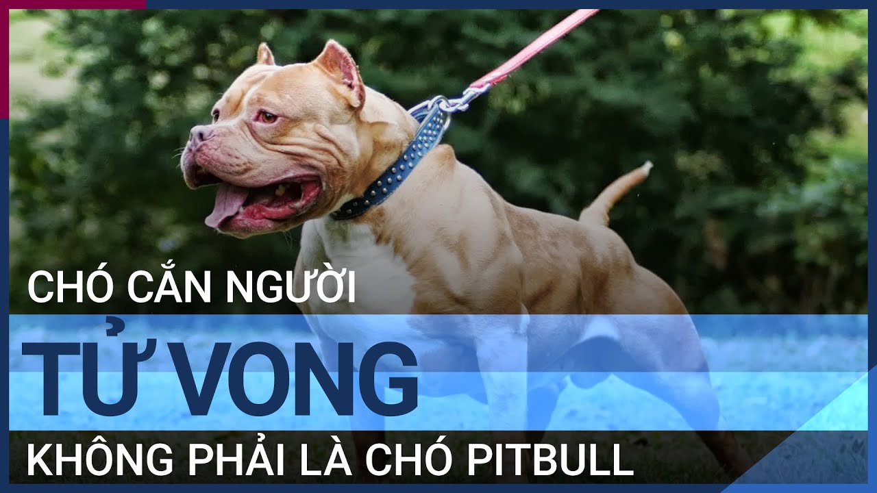 Chủ trại chó pitbull: Chó cắn người tử vong không phải là chó ...