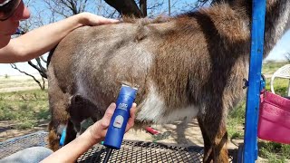 How To Clip A Dairy Goat To Be Ready For A Goat Show