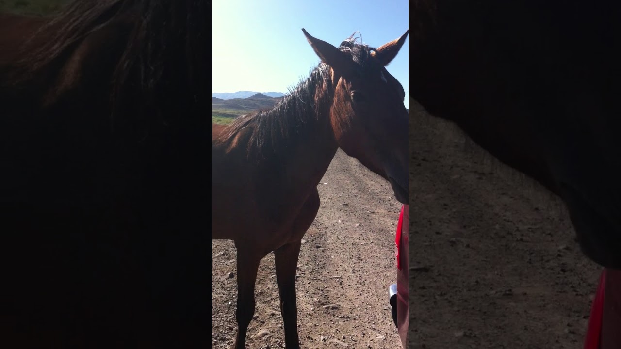 Horses in Reno,NV YouTube