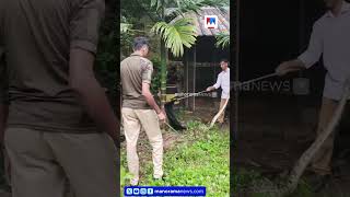 അയ്യമ്പുഴയിൽ കോഴിക്കൂട്ടിൽ പെരുമ്പാമ്പ്; ഫോറസ്റ്റ് ഉദ്യോഗസ്ഥരെത്തി പിടികൂടി #Python #Ayyampuzha