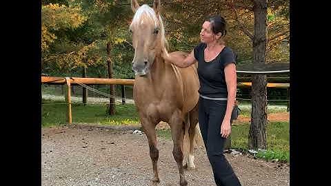 Clicker training horses: Feldenkrais-inspired flexions