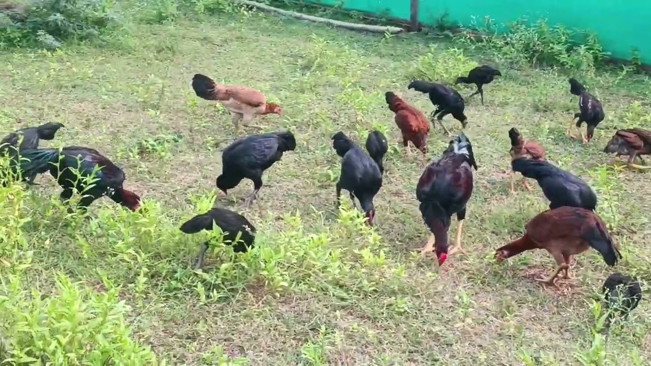 #Anuram farm's #natural #natukollapempakam 🐓🐓🐓🐓