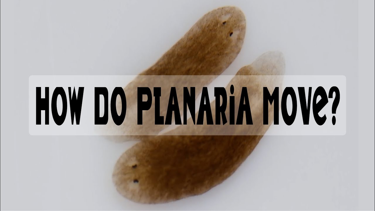 How Do Planaria Move In Water?