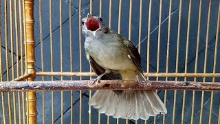 Kapas Tembak Gacor cor BUKA EKOR cocok untuk Masteran || Suara Jernih