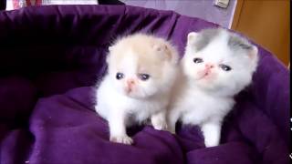 Kittens Exotic Shorthair Female Available For Sale
