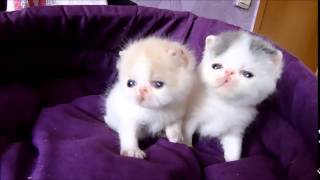 kittens exotic shorthair female / available for sale