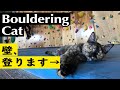 Lala the climbing cat  in Okinawa, Japan.