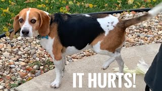 My Dog Fakes An Injury!