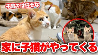 We have suddenly decided to take care of a kitten, so we will