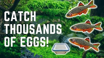 HOW TO MAKE AN EASY DIY EGG TRAP FOR BREEDING NANO FISH!