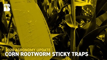 Corn Rootworm Sticky Traps | Beck
