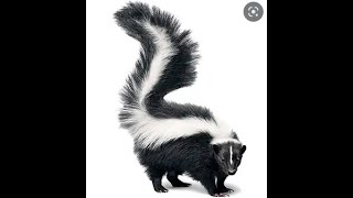 I Just Recorded A Skunk
