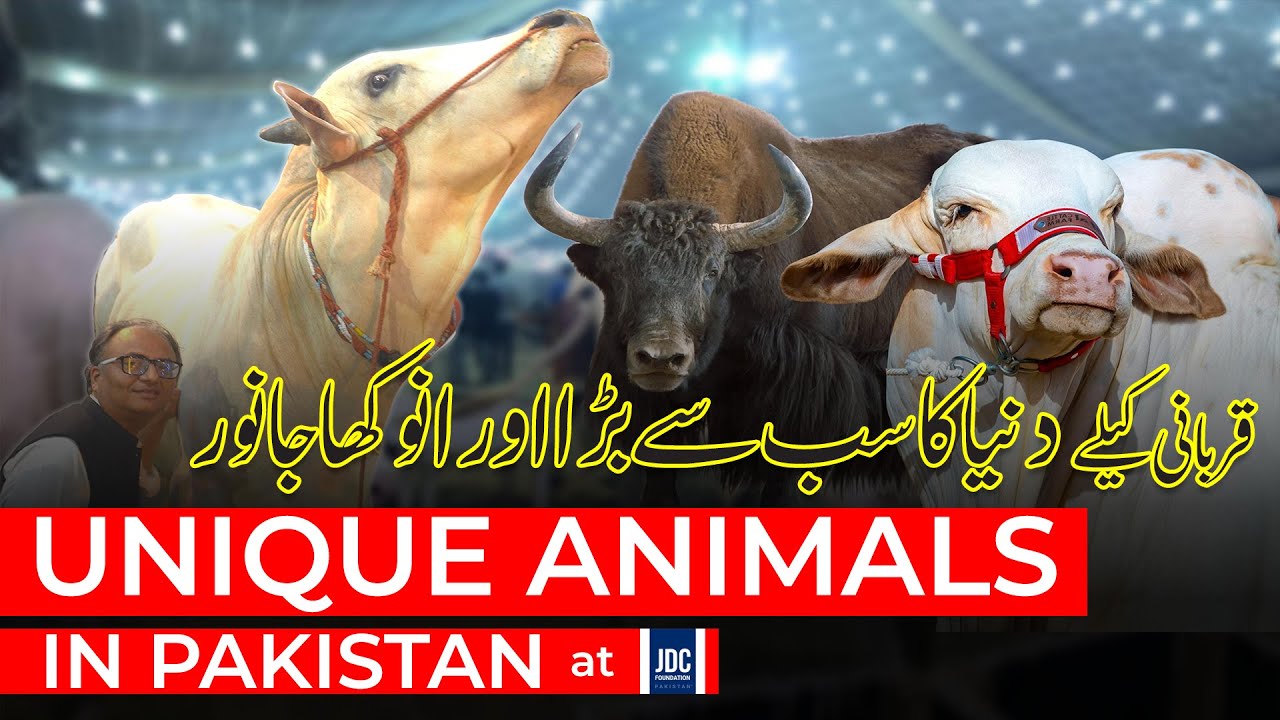 Thumbnail for دنیا کا سب سے بڑا اور انوکھا جانور قربانی کیلے  | Unique Animals in Pakistan at JDC