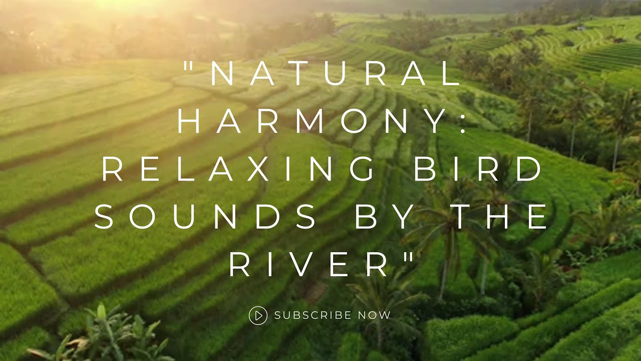 "Natural Harmony: Relaxing Bird Sounds by the River"