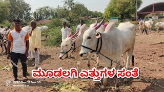 ಮೂಡಲಗಿ ಎತ್ತುಗಳ ಸಂತೆ 🚩10 May 2026| Mudalagi cattlesmarket #bullsmarket #bailgadasharyat #oxenmarkets 