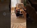 Kittens Playing in a Little Circle!
