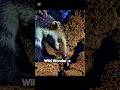 #shorts#animals #wildWonder-z#forest#