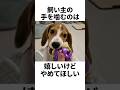 ビーグルを飼って大変なこと
