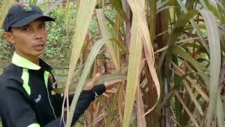 Manfaat tanaman tebu Ireng llSuara Daun 207
