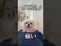 結局最後で許されるのズルじゃん🥺#チワワのサムネイル