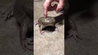 Screaming Budgett's Frog #shorts