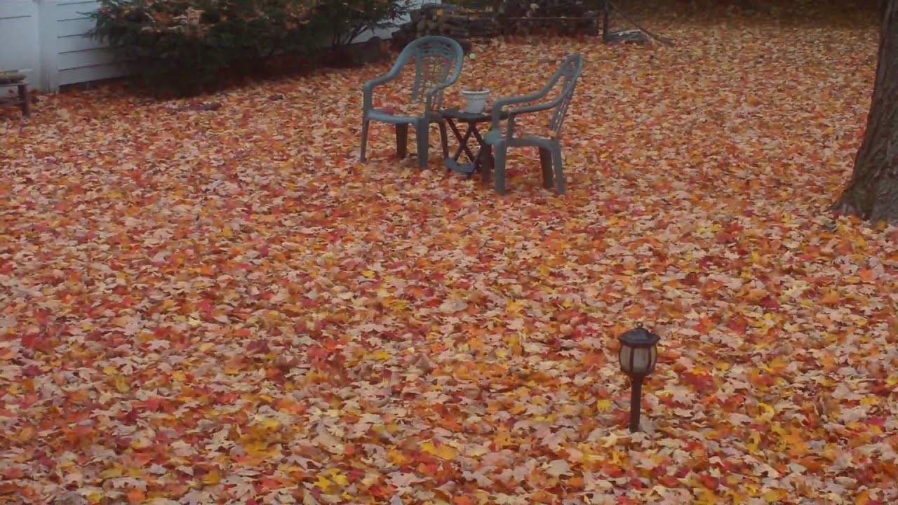 My Yard FULL of Leaves on Halloween Morning 10 31 2009 - YouTube