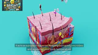 The Body’s Largest Organ