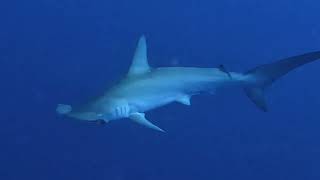 Daedalus, Red Sea, Hammer Head Sharks, May 2023