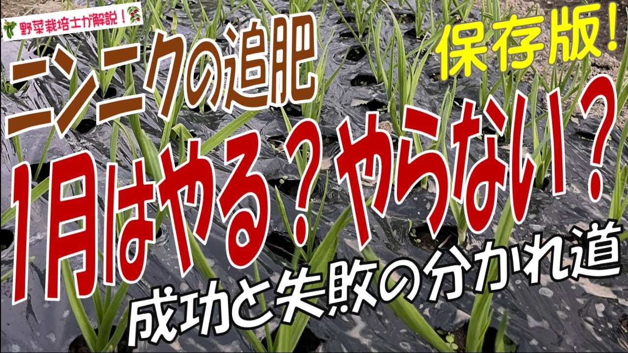 1月にニンニクの追肥はやる？やらない？正しい追肥時期と施肥方法を詳しく解説！