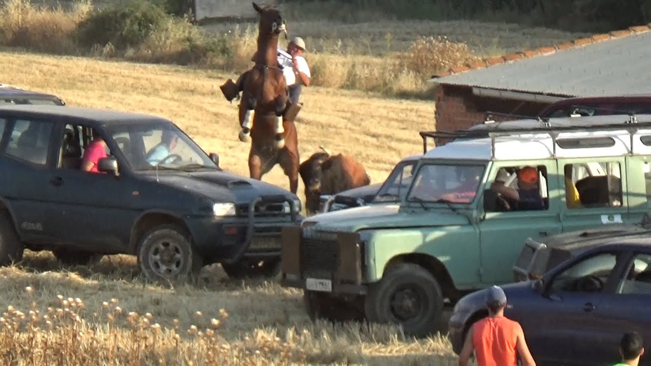 Toro Pega un Susto Al Caballo Robledillo de Mohernando 27 - 07 - 2024 GuadaEncierros