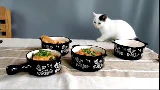 I’m so sorry my son😂😭#cat #fypシ #catsoftiktok #foryou #cats #pet