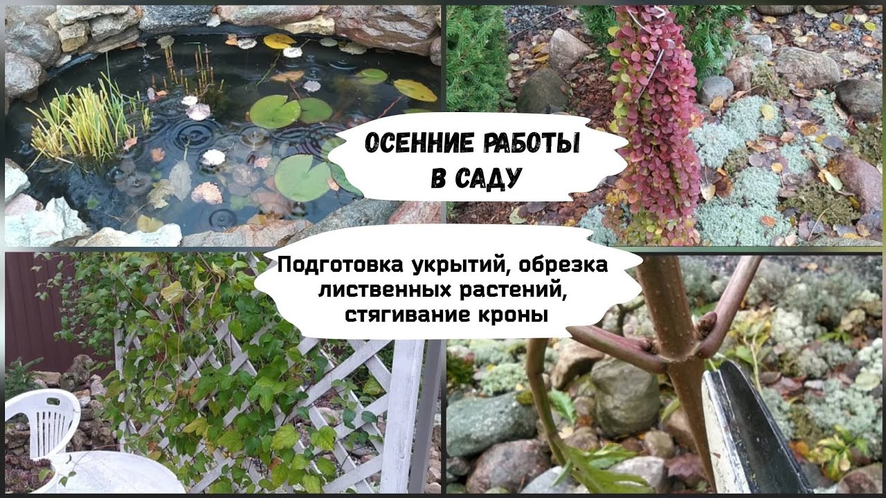 pine tree jobs to do in the garden in November