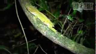 exo terra crested gecko large