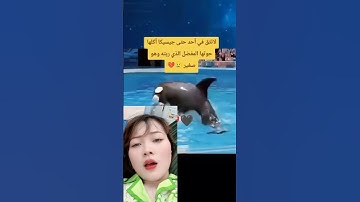 Cá voi ăn huấn luyện viên vào bụng