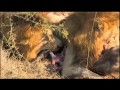 June 14 WildEarth Safari AM drive: Matimbas at Warthog Kill