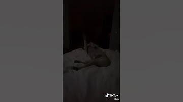 Sia singing to her dogs in a new Tiktok | Ben Platt 