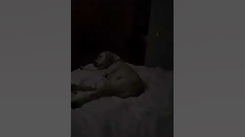 Sia singing to her dogs in a new Tiktok | Ben Platt 