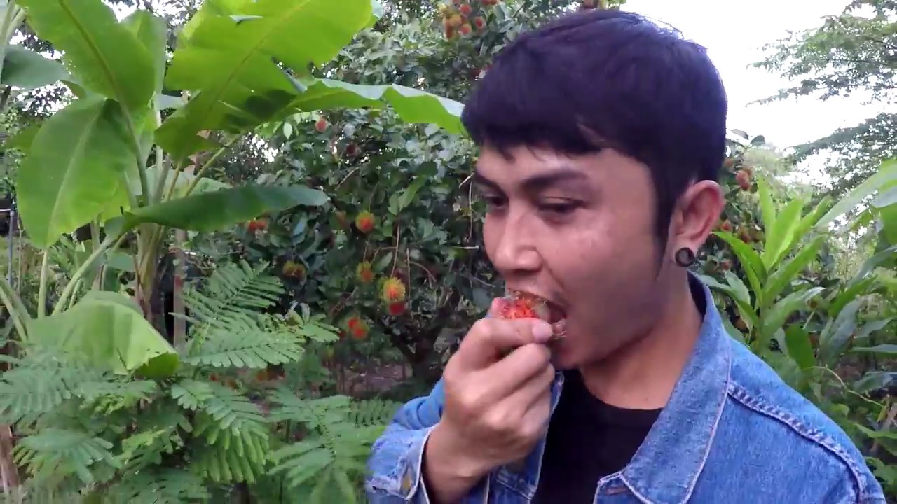 ชมสวนเงาะ สวนผักหวาน ภาคอีสาน