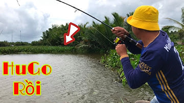 Câu Cá Tra Sông | Đi Săn Hugo Ở Sông 3 Voi ( Vị Thanh Hậu Giang ) - Fishing