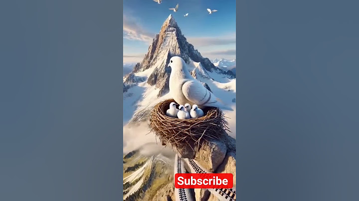 "The Baby Bird That Fell | Heartbreaking Pigeon Story 🕊️"#pegion #pigeonsupplies #homingpigeons