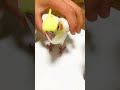 オカメインコの新しい家族 “ まる ” にご飯をあげてみた。その3|2026.03.16|Shot on Apple iPhone 15 Pro MAX|#shorts