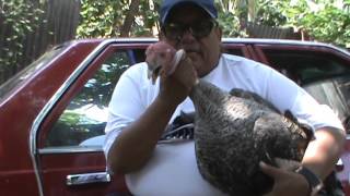 PORQUE CREEN USTEDES QUE PORQUE EN NAVIDAD SE COME EL PAVO??