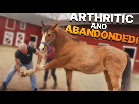 ARTHRITIC Horse ABANDONED on Highway ~ Gets CRACKED & STRETCHED by Dr. Doug! (Animal Chiropractor)