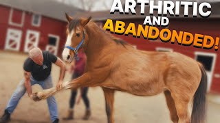 ARTHRITIC Horse ABANDONED on Highway ~ Gets CRACKED & STRETCHED by Dr. Doug! (Animal Chiropractor)